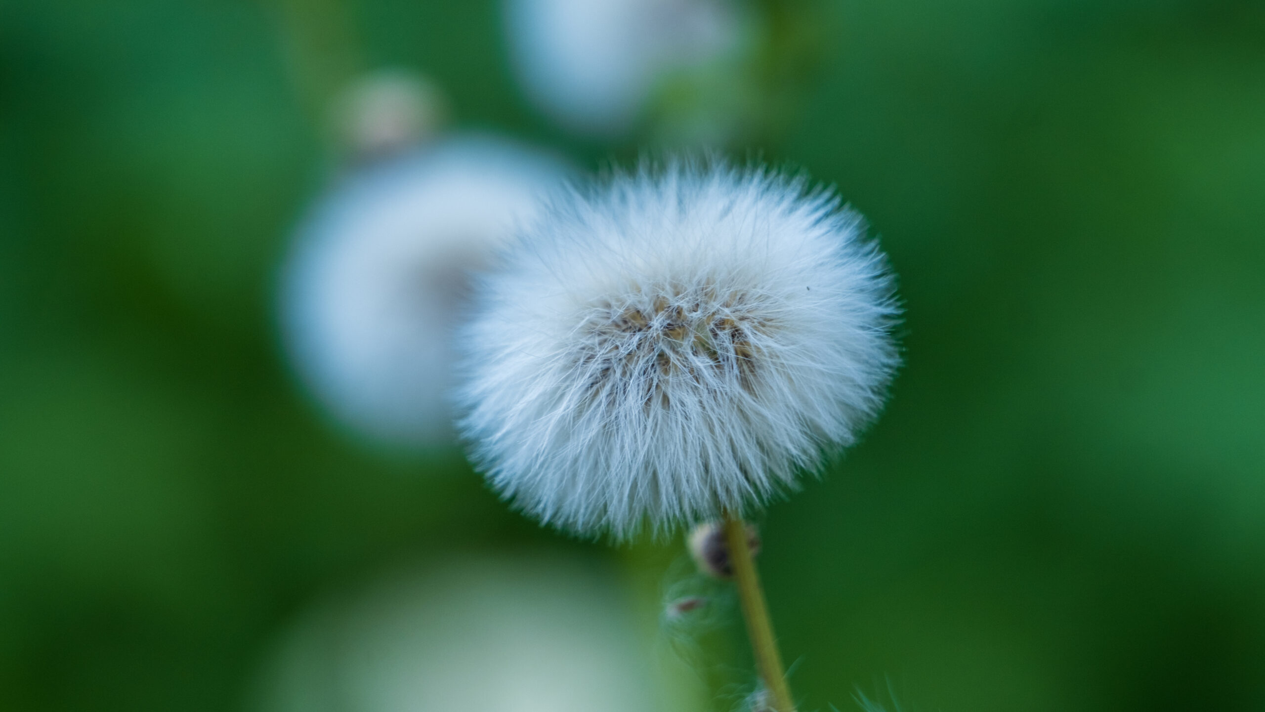 A softer heart